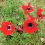 ポピー_ヨルダン_株式会社シーエスジェイ