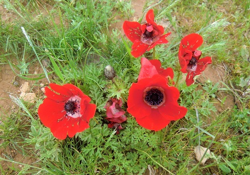 ポピー_ヨルダン_株式会社シーエスジェイ