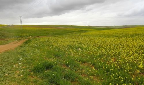 農耕地_ヨルダン_株式会社シーエスジェイ