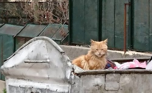 ヨルダンの猫_株式会社シーエスジェイ